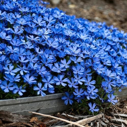 10007+ Creeping Mixed Phlox Seeds for Planting,Bright Perennial Creeping Phlox S