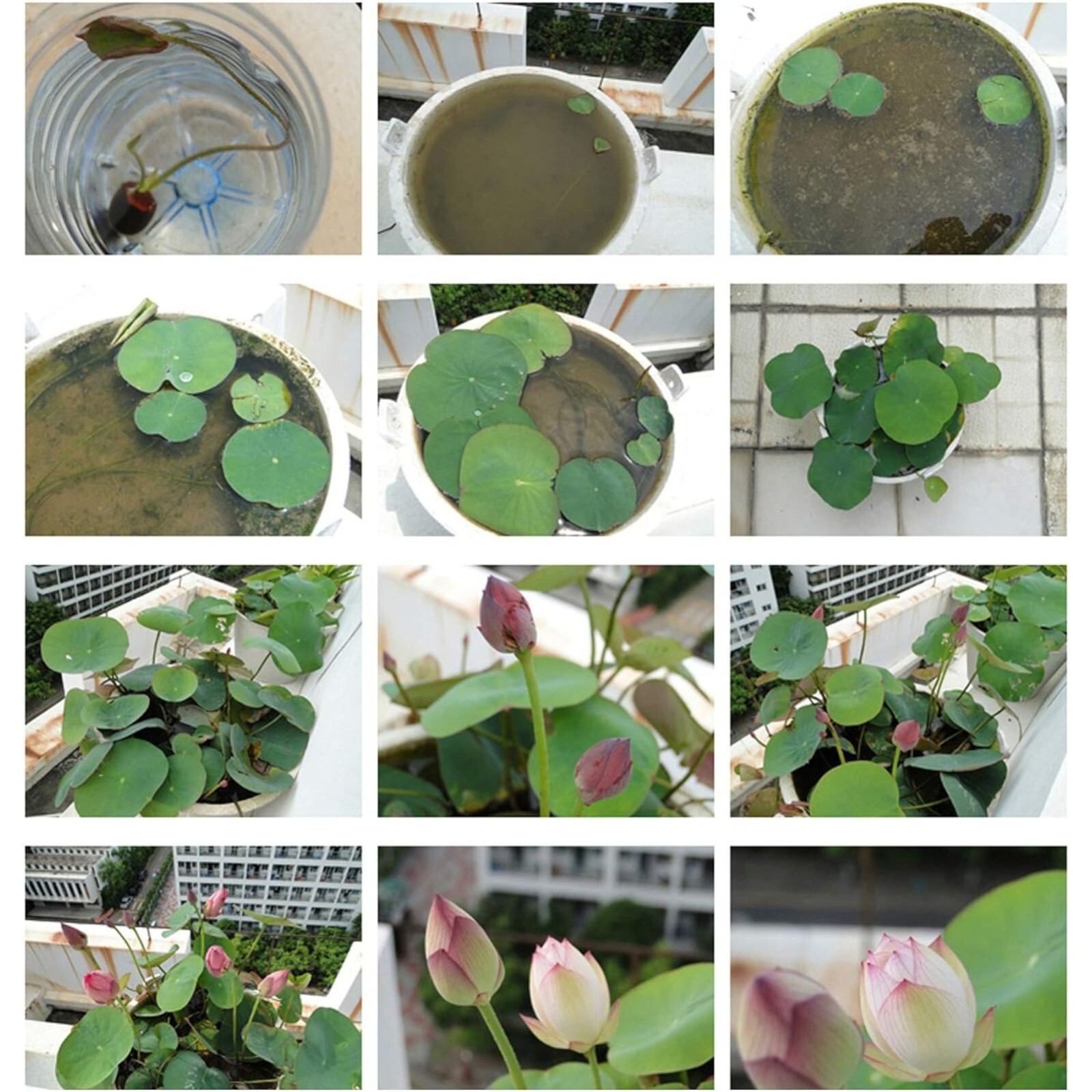 10pcs Germinated Lotus Seeds, Ready to Plant – Mixed Color Bonsai Bowl Lotus.
