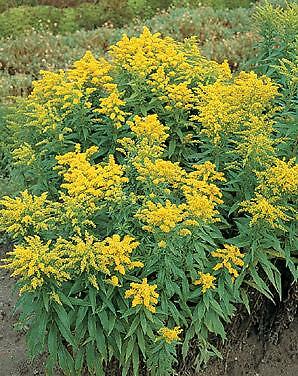 Solidago canadensis Golden Baby 2,500 seeds