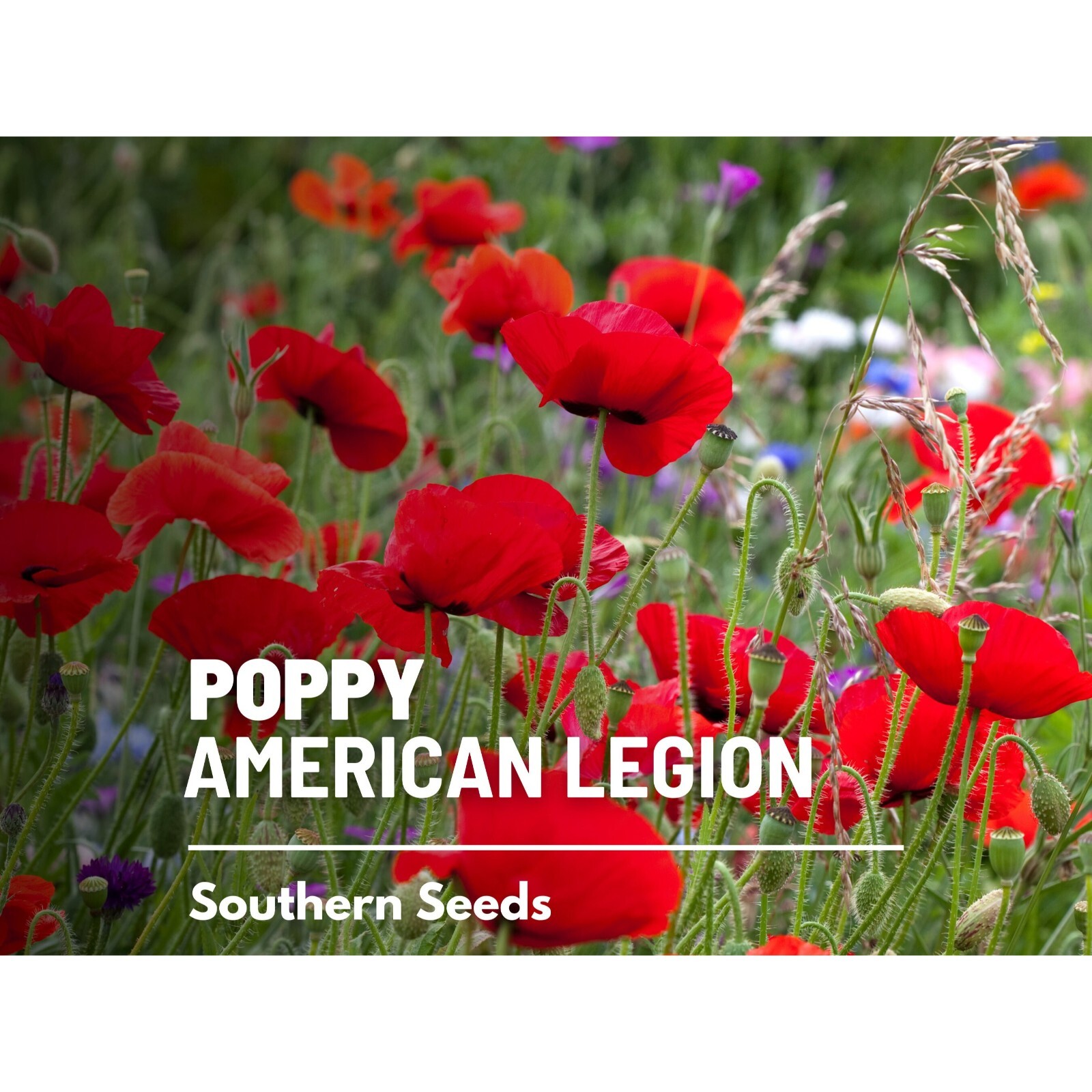 Poppy, American Legion – 100 Seeds – Heirloom Flower, Flanders, Red Corn Poppy,