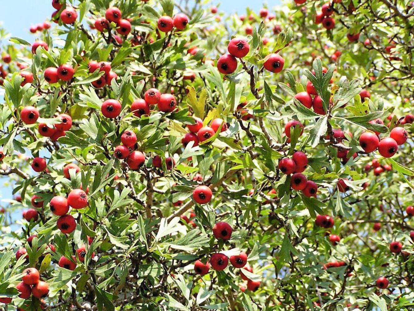 50 WASHINGTON HAWTHORN Crataegus Phaenopyrum Mayflower Shrub Tree Fruit Seeds