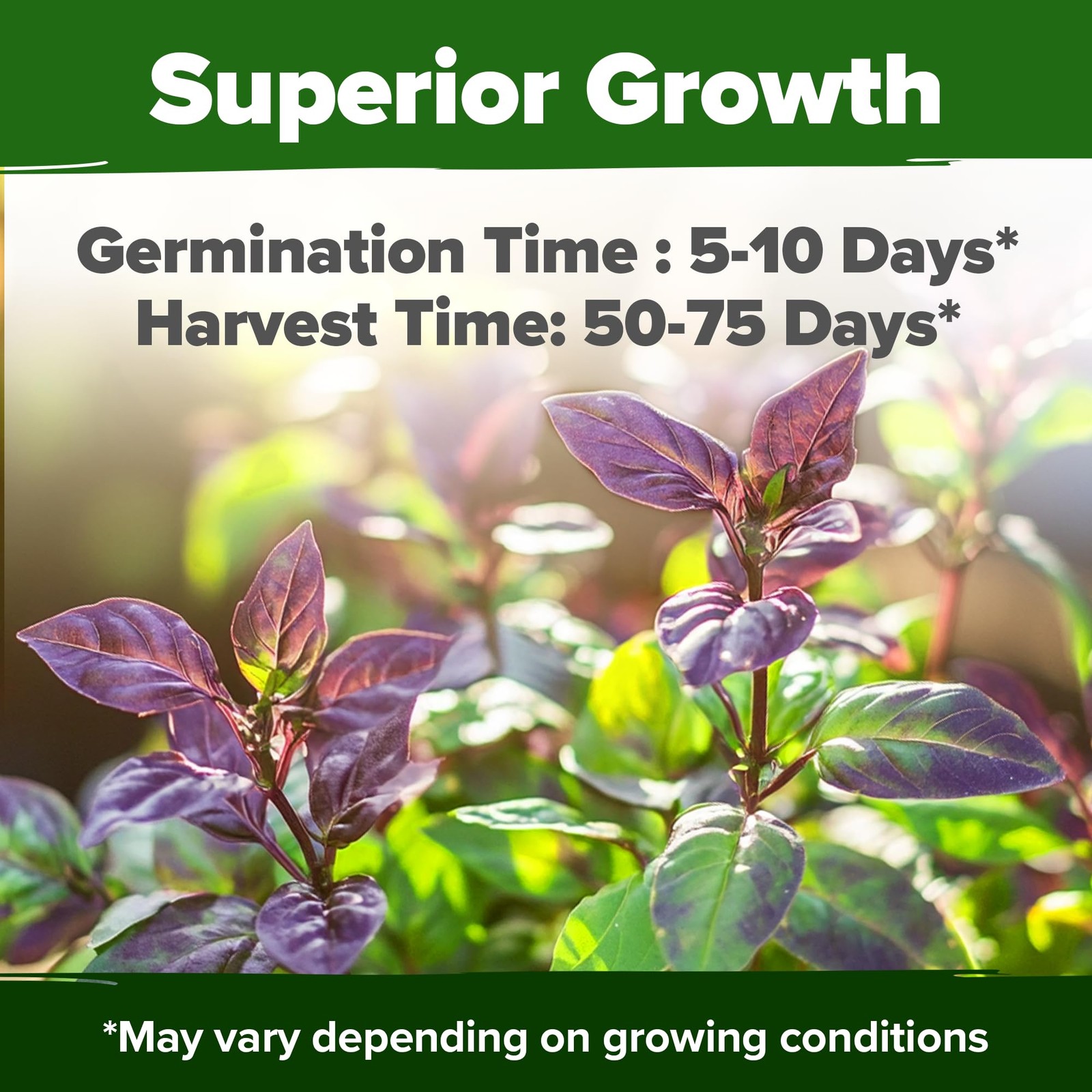 HOME GROWN Thai Basil Seeds Pack 876 High Germination Heirloom Herb Seeds fo…