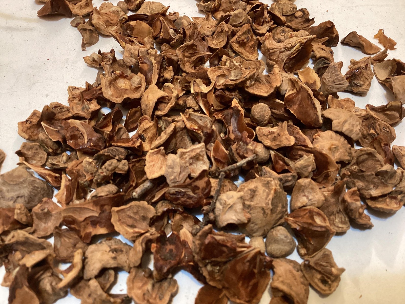 Bald Cypress Tree Seeds (Taxodium Distichum) Southern Sourced