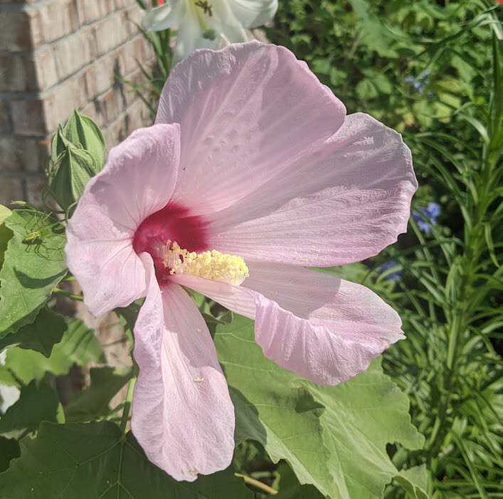 PINK SWAMP ROSE MALLOW (hibiscus grandiflorus). 50 seeds (2022 crop)