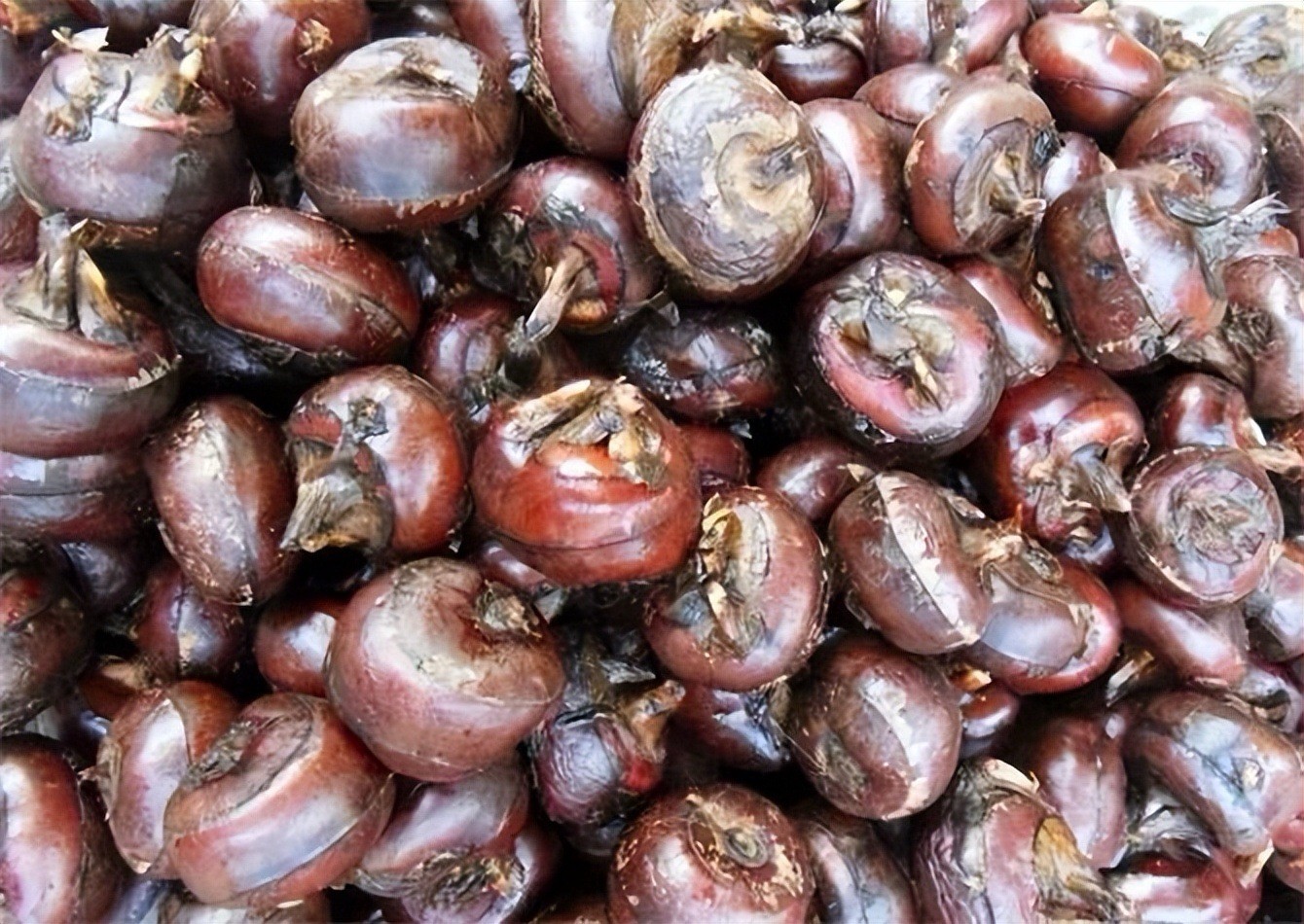 2pcs Water Chestnut Eleocharis Dulcis Ready to Plant