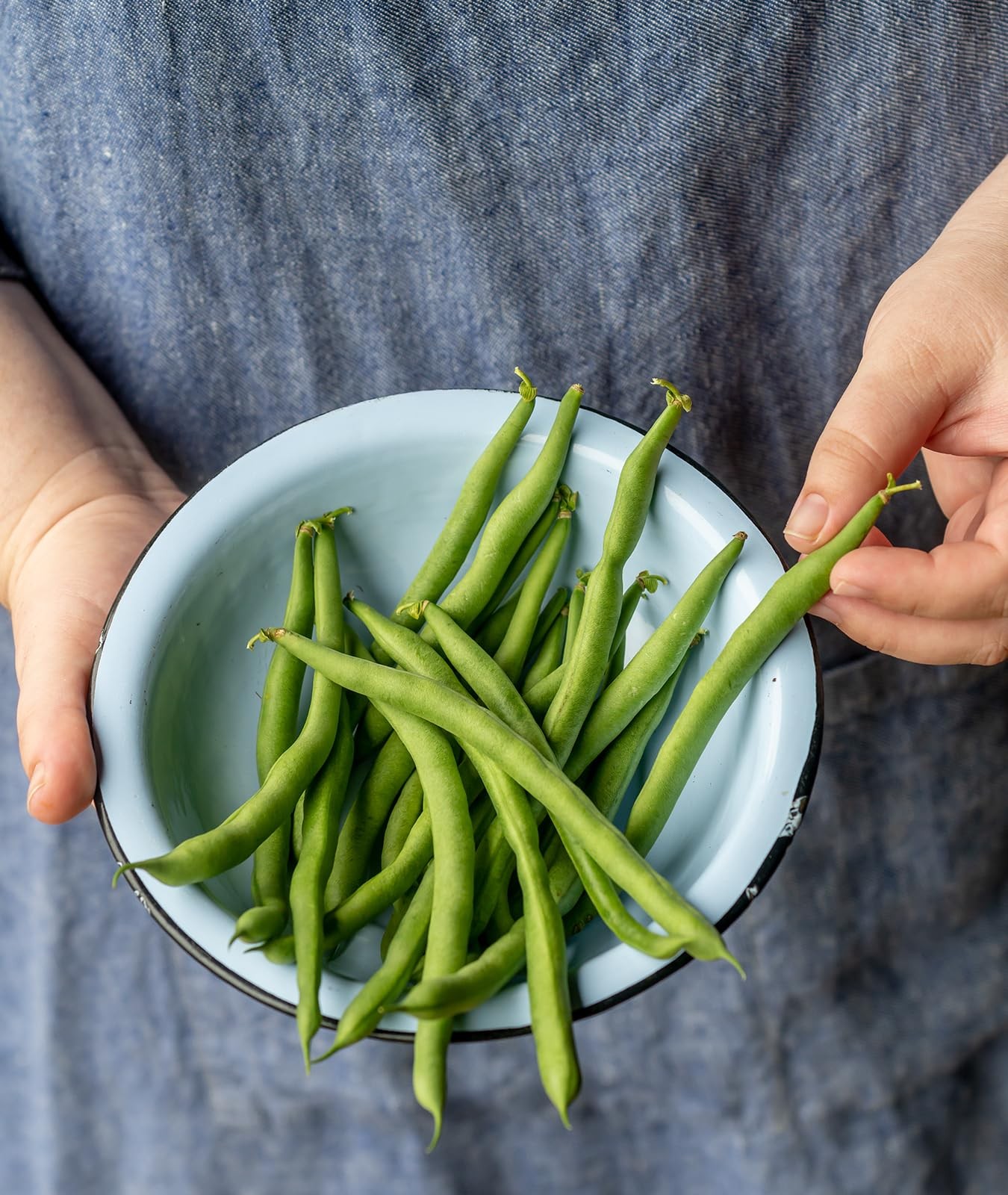 Burpee Kentucky Blue Pole Bean Seeds 8 ounces of seed 8 oz,