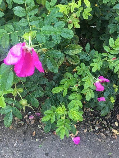 Rosa rugosa var. rubra | Beach or Japanese Rose | Letchberry | 10 Seeds