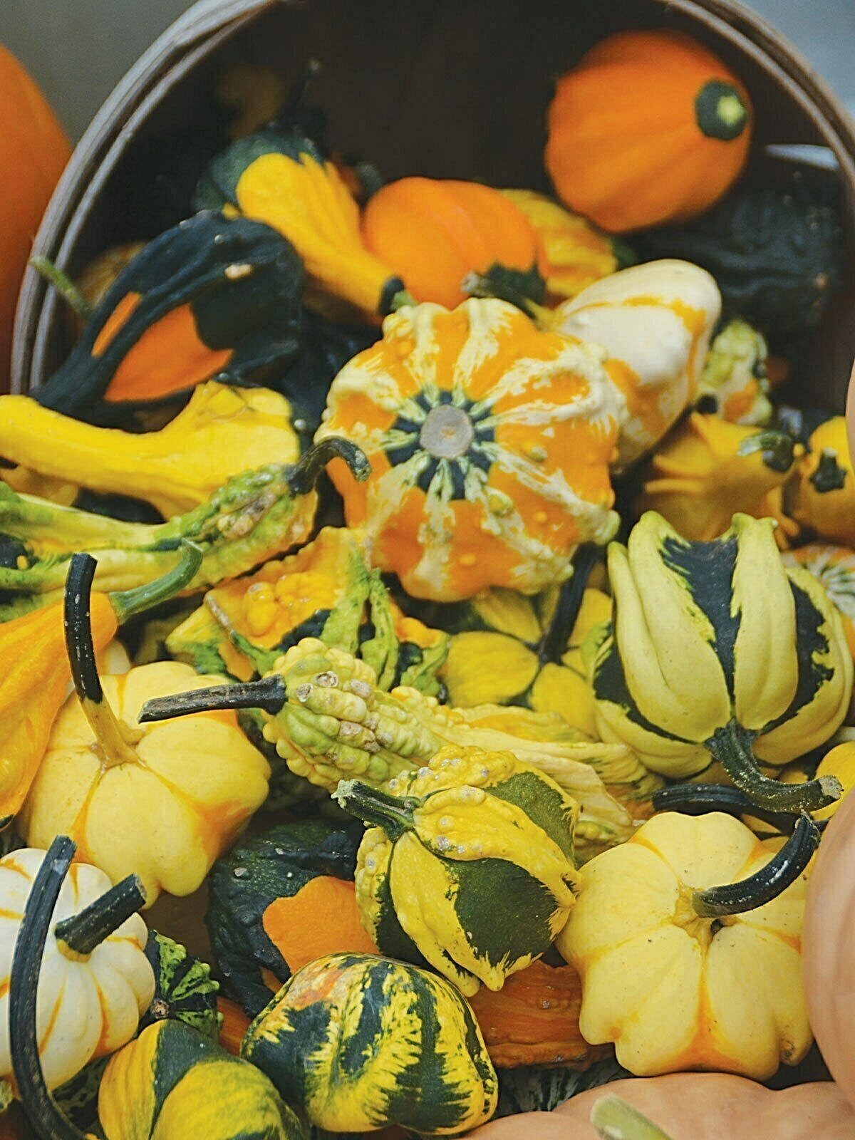 Small Ornamental Fall Gourd Mix – Comb. S/H