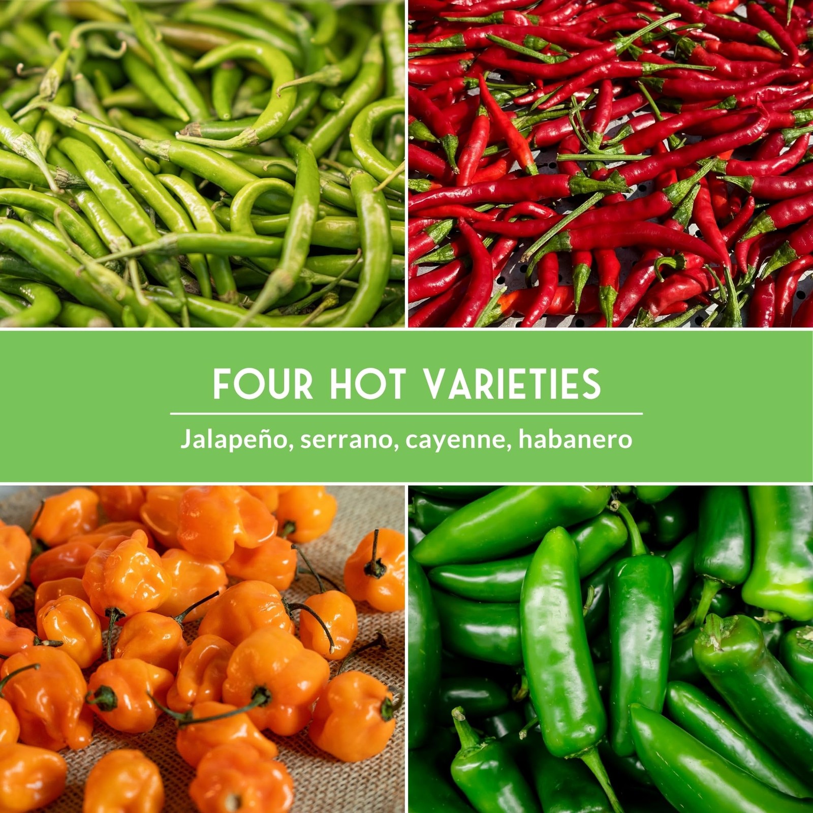 Hot Pepper Seeds Variety Pack for Planting | 4 Varieties: Jalapeno, Serrano, …