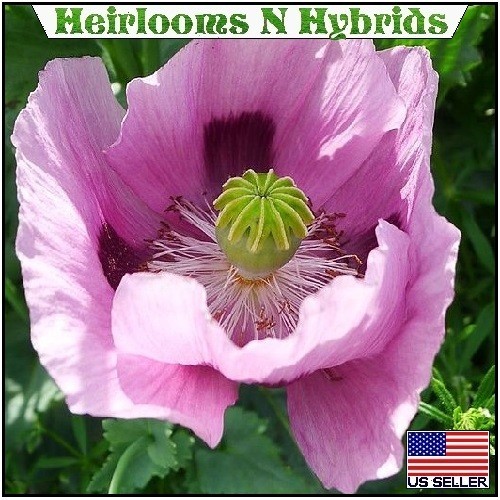 20,000+ Imported Hungarian Papever Somniferum Poppy Seeds For Organic Planting