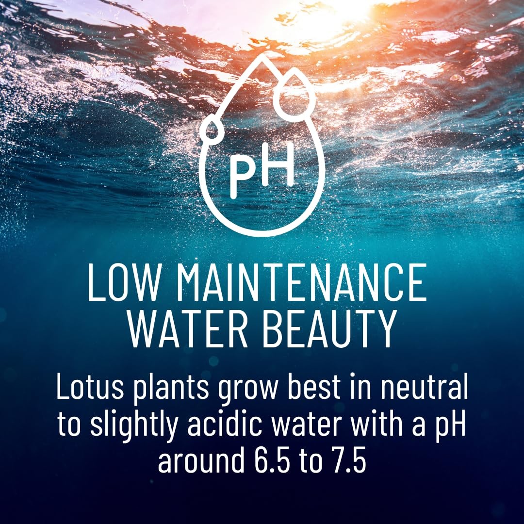 Lotus Seeds for Planting – 30 Pack Water Lotus Flower Seeds, Grow in Bowl, Ko…