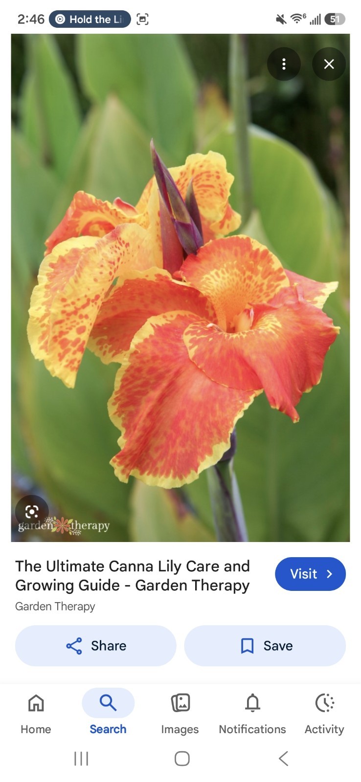 3 Mixed Canna Lily Bulb/Rhizomes-Tropical EZ 2 Grow!-Stunning Perennials! Sale!