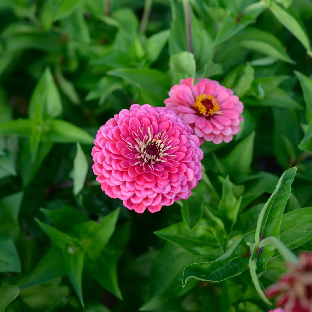 Fresh Premium Zinnia Seeds | Luminosa | Heirloom Non-GMO | Flower Seeds