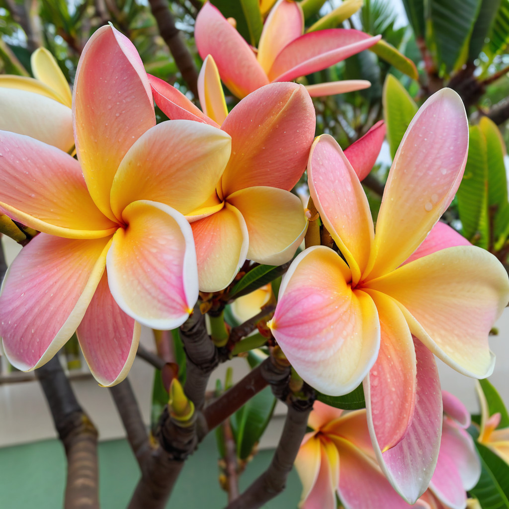 5 White Blush Yello Plumeria Seeds Plants Flower Hawaiian Flowers Perennial Seed