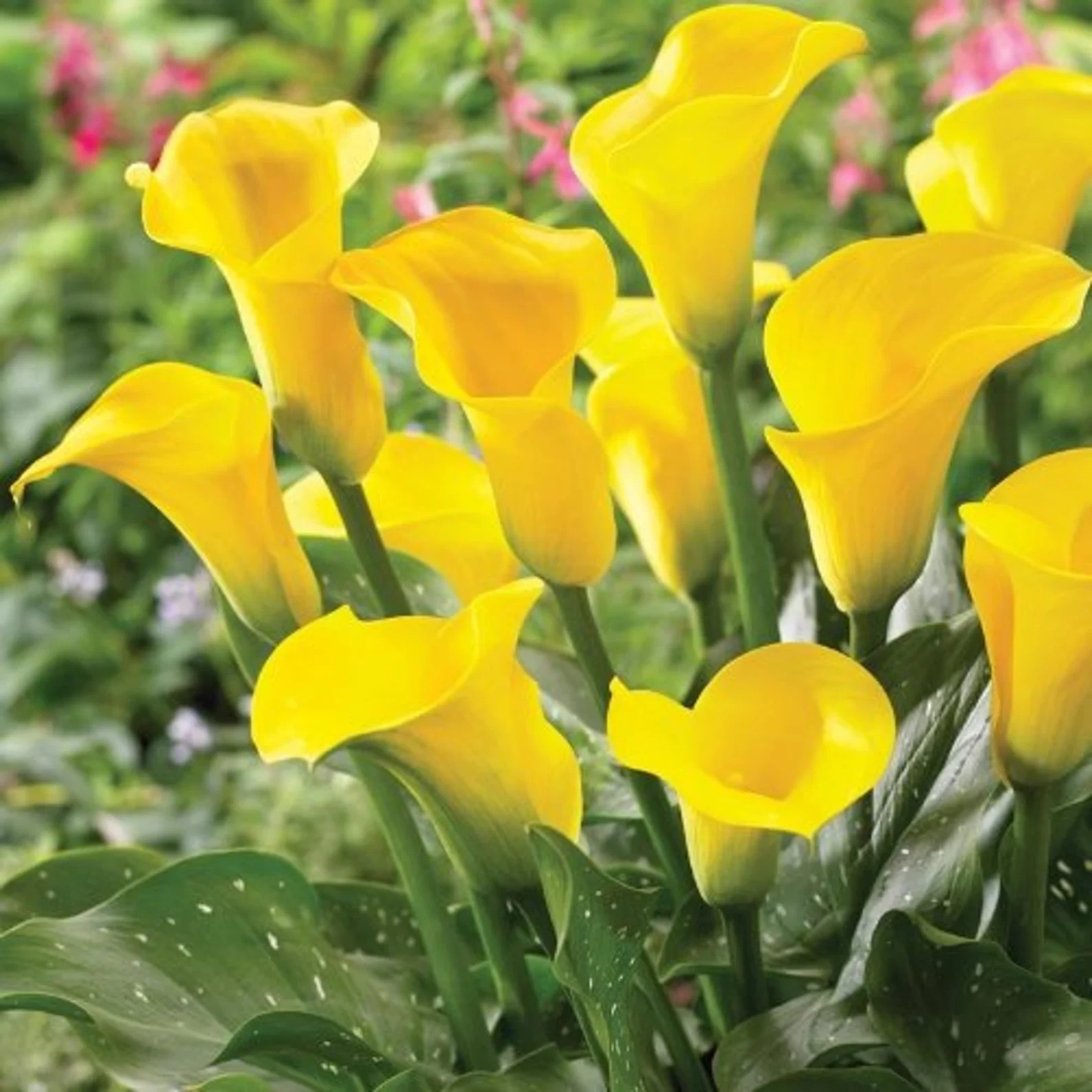 5 California Gold Calla Lily Bulbs, USA farm and company