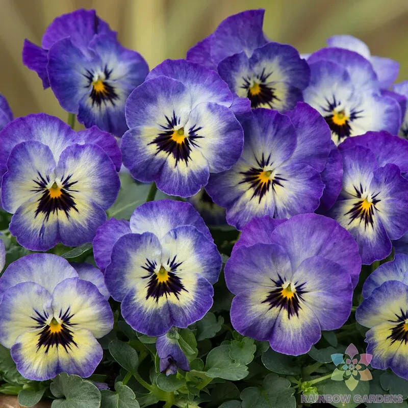 200+ Sorbet XP Neptune Pansy (Viola) Seeds for Garden – USA – FREE SHIPPING!