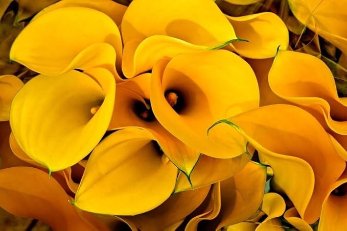 Florex Gold Calla Lily Bulbs for Planting – Yellow Trumpet Bulbs (5 Bulbs)