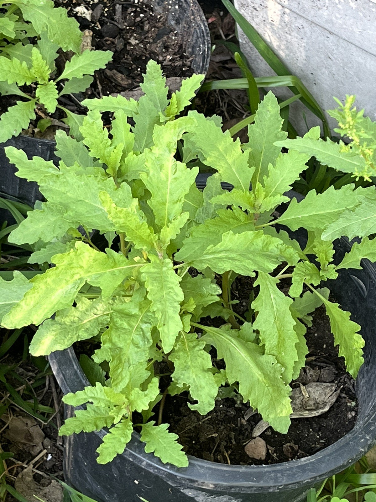 -*500 Epazote Seeds Mastruz Chenopodium Ambrosioides Mexican Herb Non-GMO 🌿