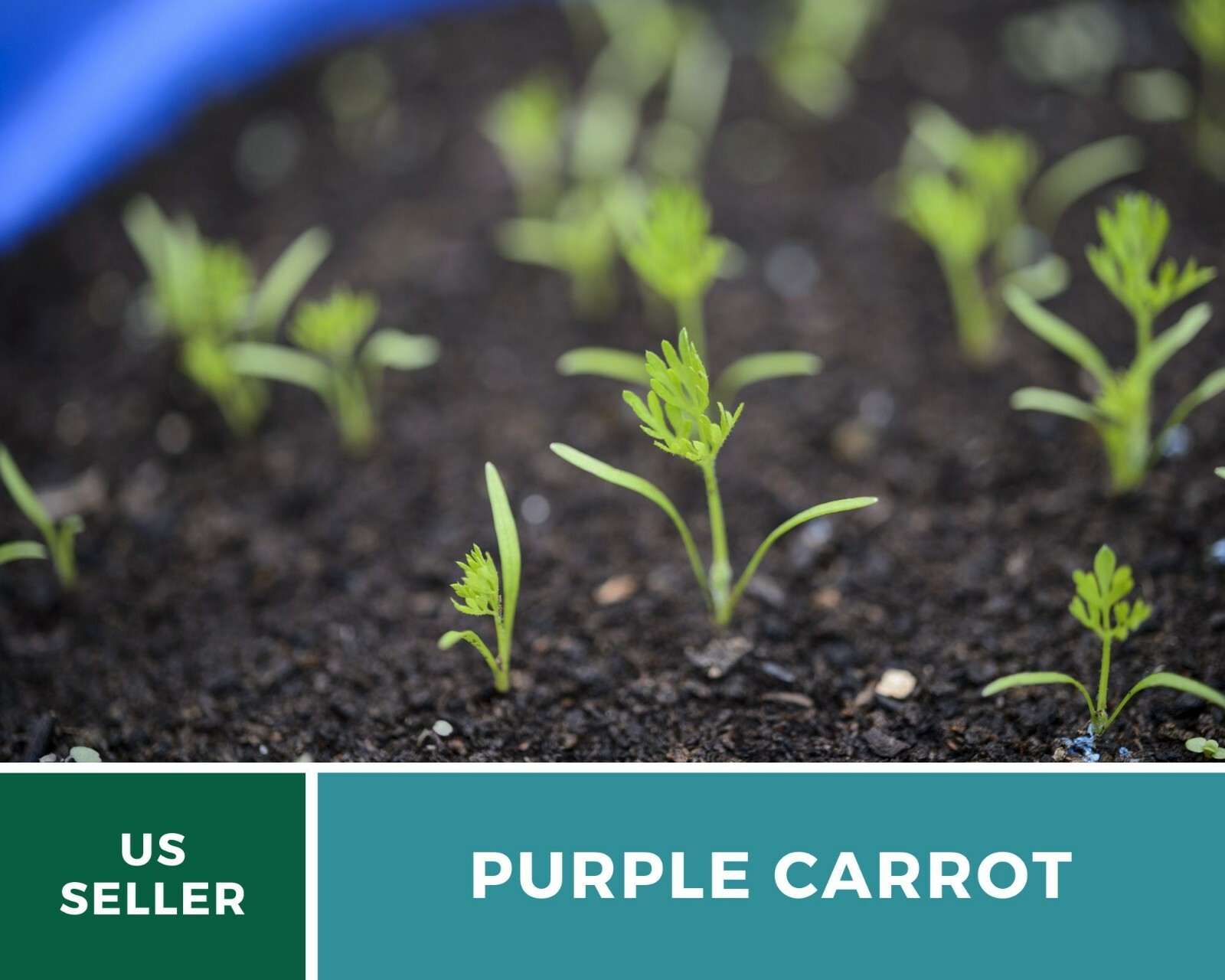 Carrot, Cosmic Purple – 250 Heirloom Seeds – Non-GMO (Daucus carota var stativus