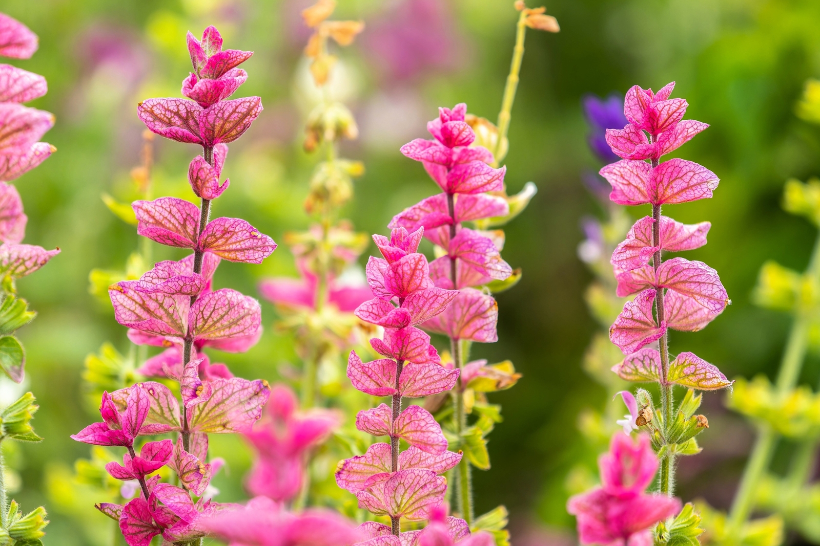 50 ‘PINK Sundae’ Clary SAGE / SALVIA Viridis Horminum Herb Flower Seeds