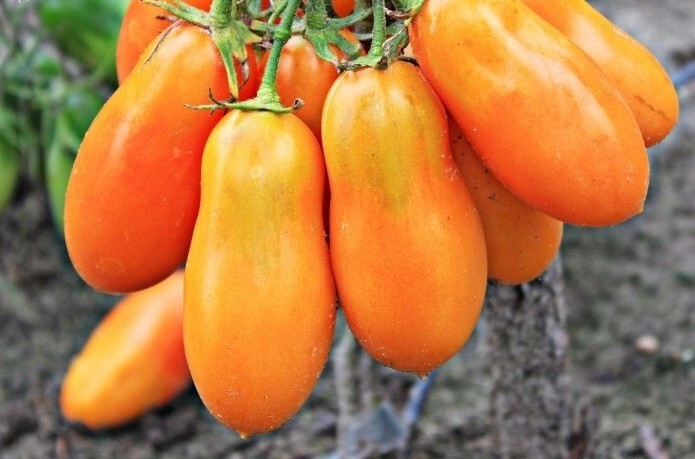 Orange Banana Tomato 12 Seeds