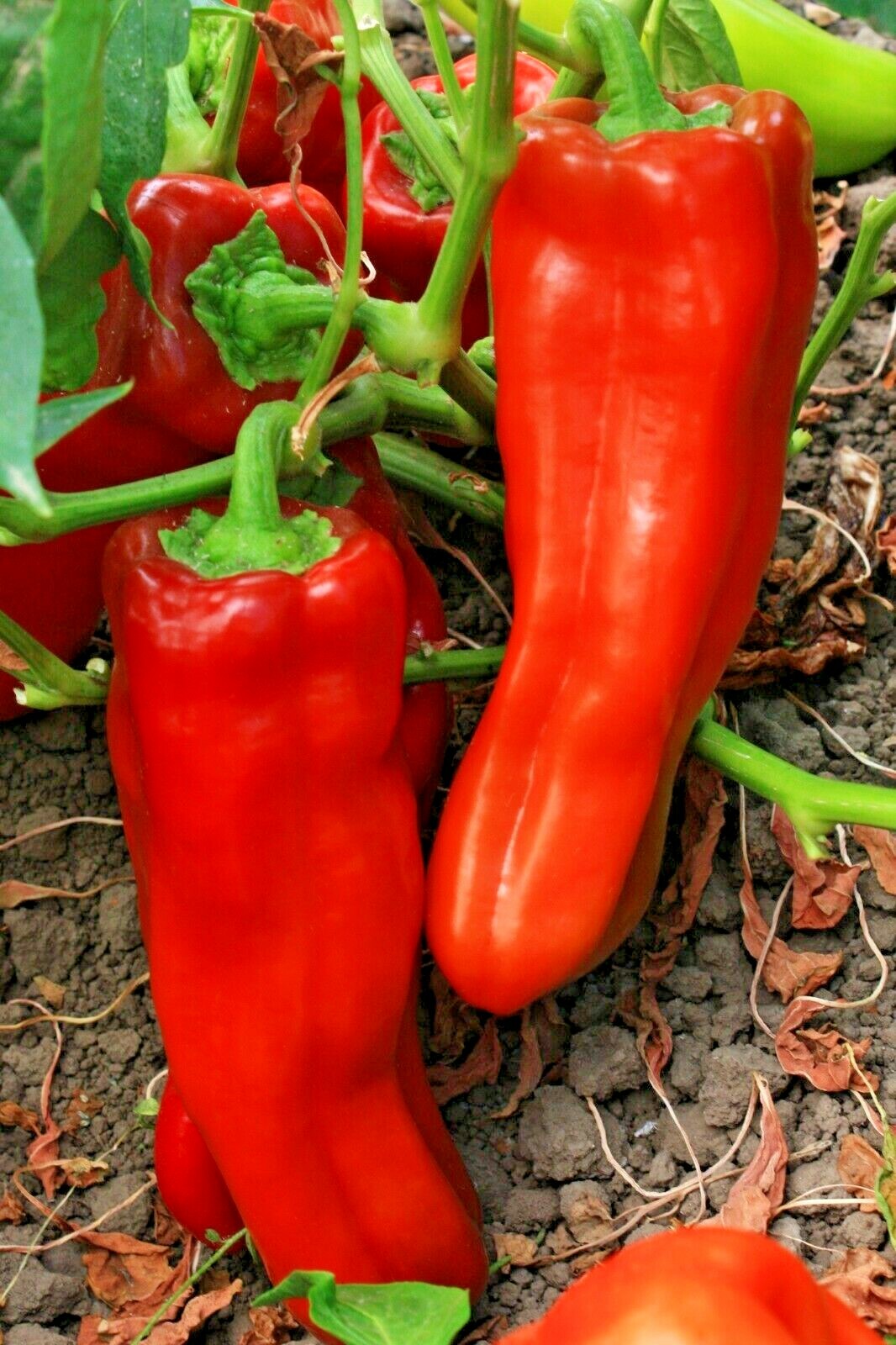 61+CUBANELLE Sweet PEPPER Seeds Organic Vegetable Garden Patio Container Easy