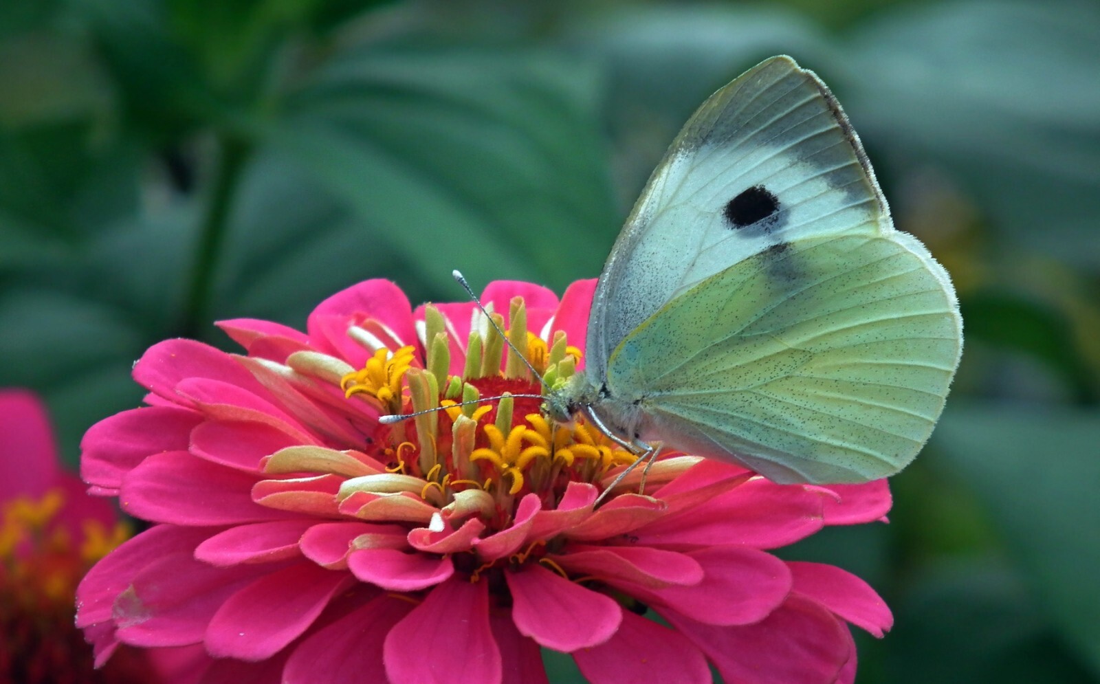 Zinnia, Mixed Heirloom 10Seeds, Flower Seeds, Colorful Flower, Butterfly 10seeds