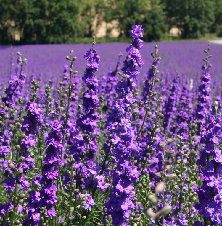 Rocket Larkspur Delphinium LILAC Cut Flowers Pollinators Bees Non-GMO 500 Seeds!