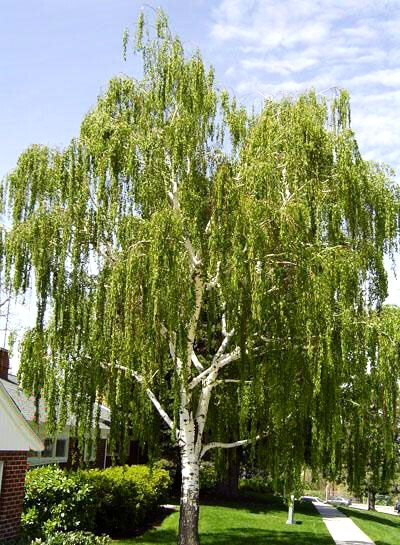 150 Cutleaf Weeping Birch Tree Seeds~Betula Pendula Laciniata~Botanical Gardens