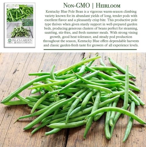 Kentucky Blue Pole Bean Seeds (Phaseolus vulgaris, Tender Climbing Variety) –
