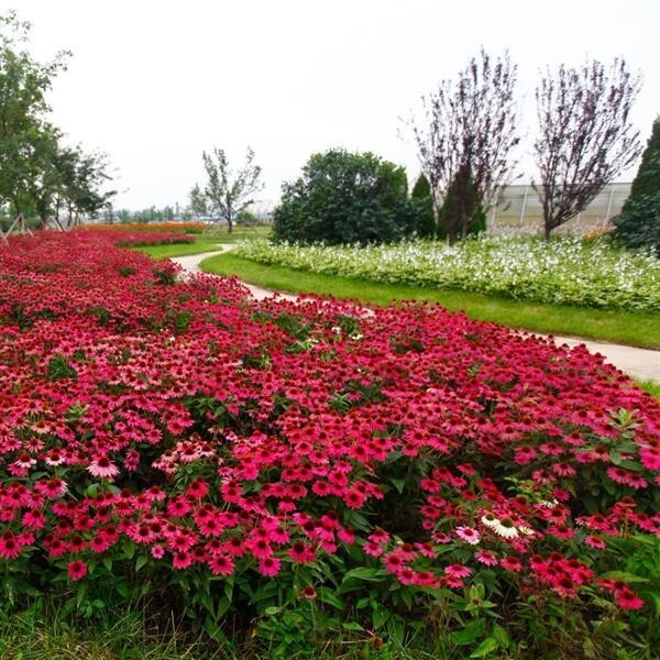 Echinacea Seeds Cone Flower Seeds Echinacea Pow Wow Wild Berry 25 Seeds