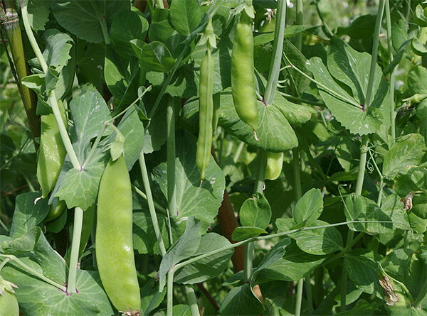Mammoth Melting Sugar Snow Pea | Heirloom | Organic