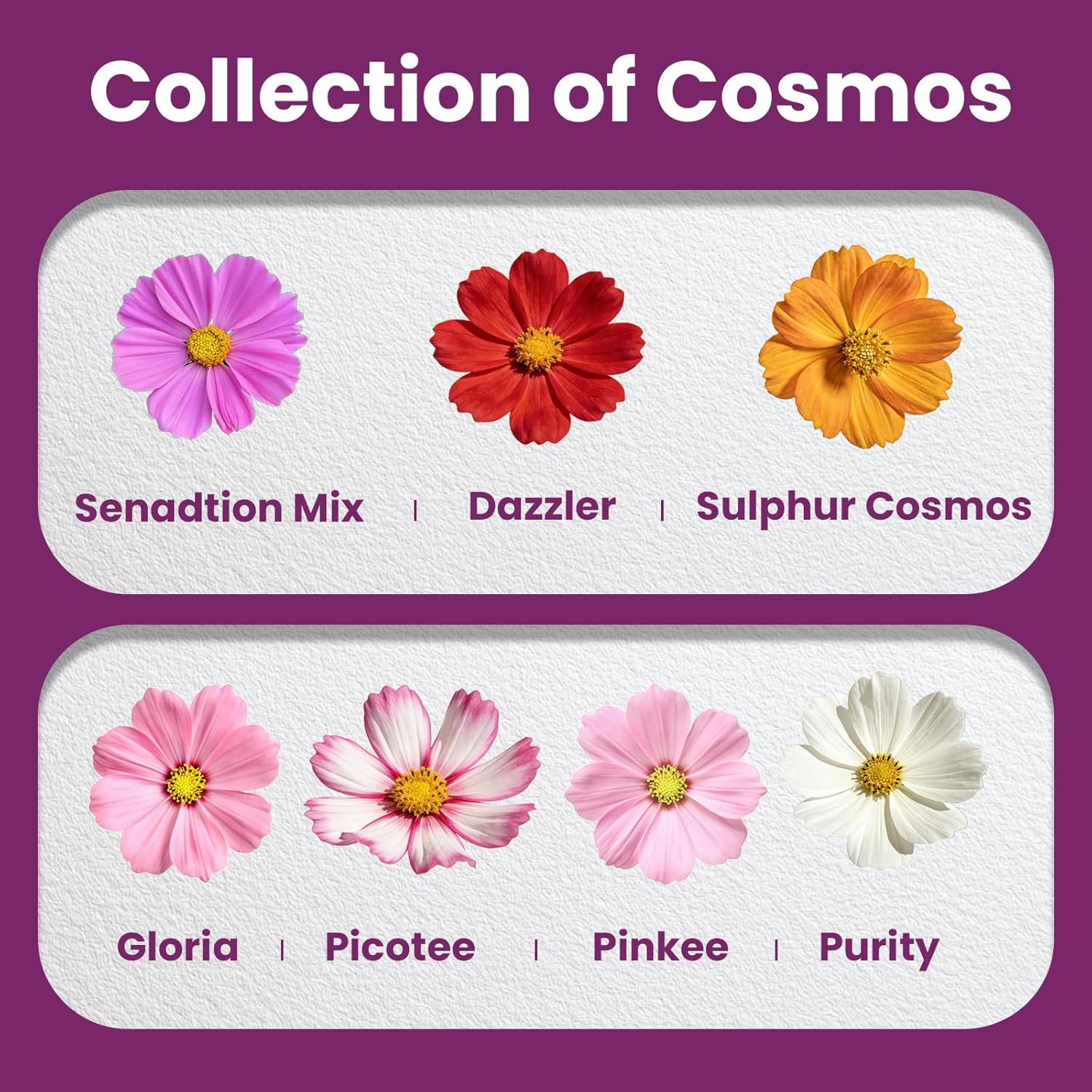 Cosmos Seeds Mix, 1 Ounce Over 5000+ Crazy Blend Cosmo Flowers Seed for Planting