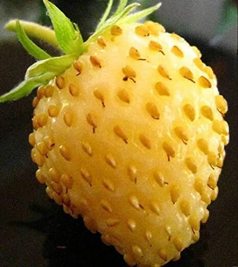 50 Yellow Alpine Strawberry Seeds for Planting Non-GMO Fruit