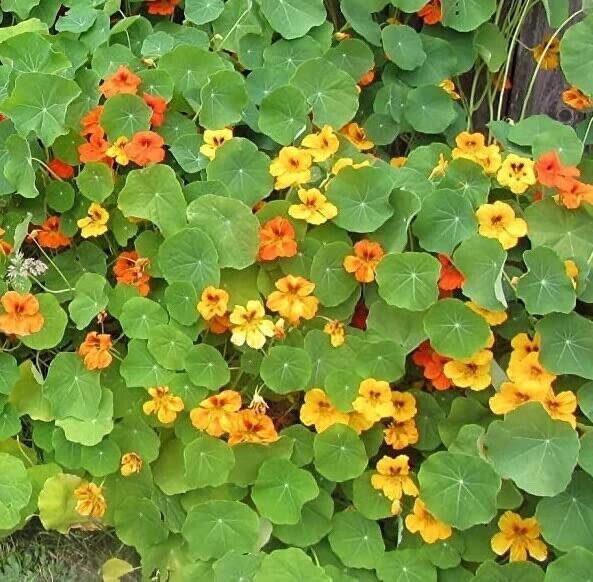 Tall Trailing Mix Nasturtium for Planting – Attractive Mixed Color Blooming Vine