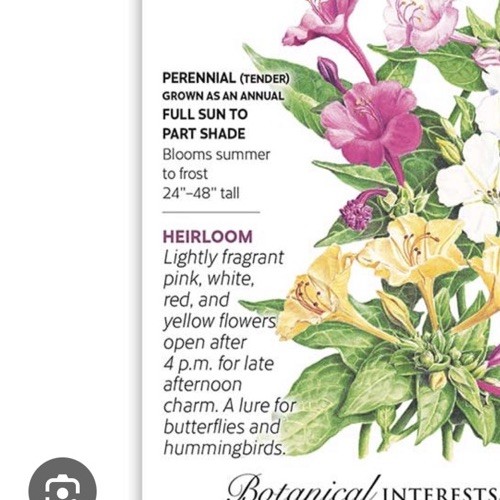 Marvel Of Peru Four O’Clock Flower Seeds, Homegrown Texas, 25 Seeds