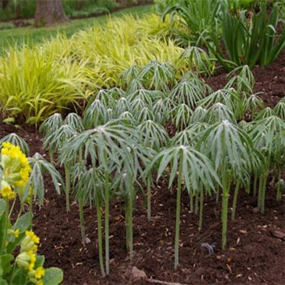 Umbrella Plant Seeds – Cyperus Alternifolius Palm Flower Seed – 10000 Seeds