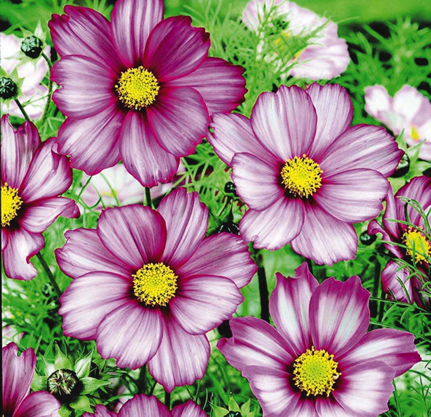 200 + Cosmos Candy Striped Seeds Bipinnatus Flower Seeds USA Free Shipping