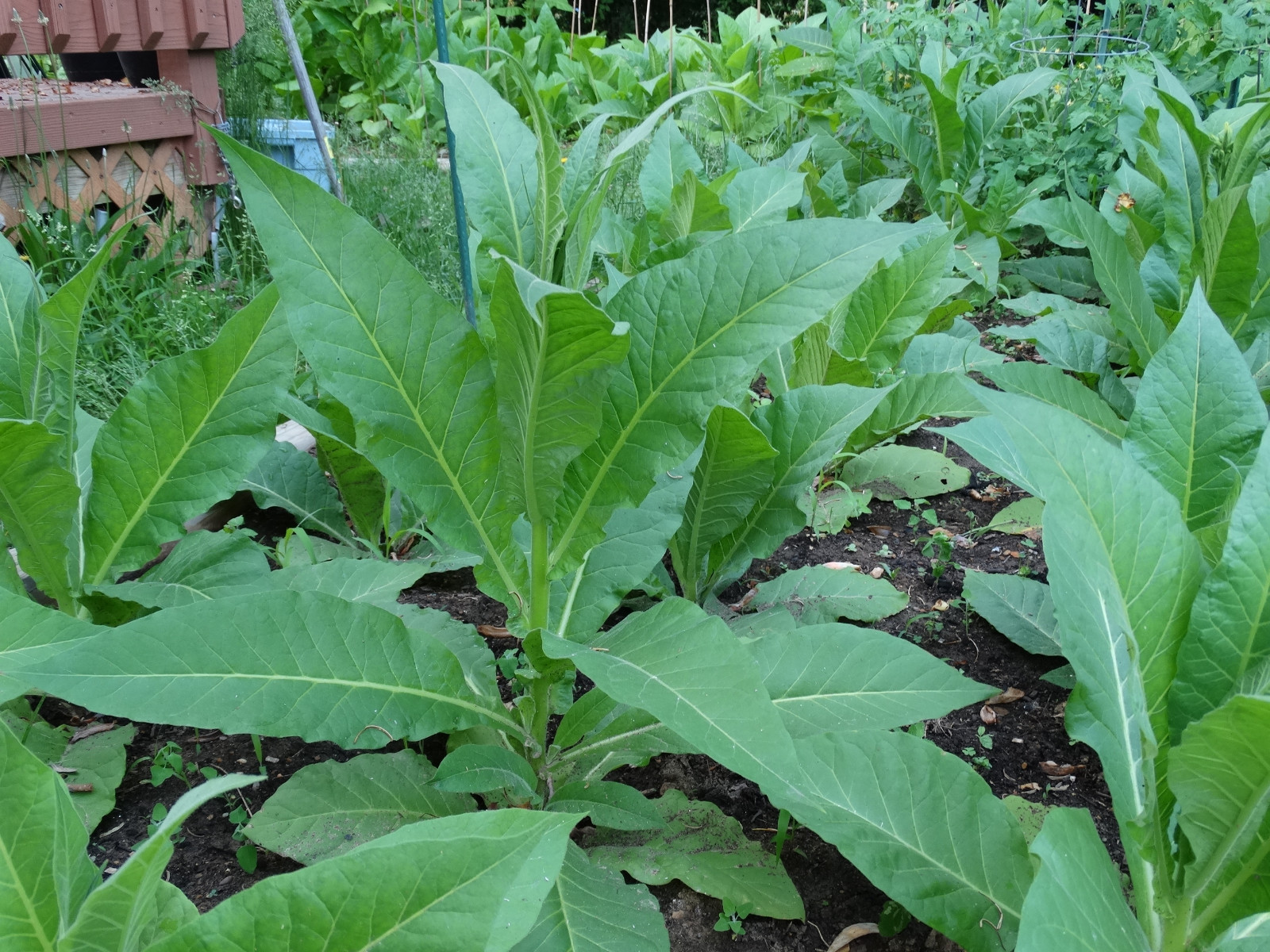 LOUISIANA PERIQUE TOBACCO 1500+ SEEDS FRESH 2022 HARVEST Instructions Included