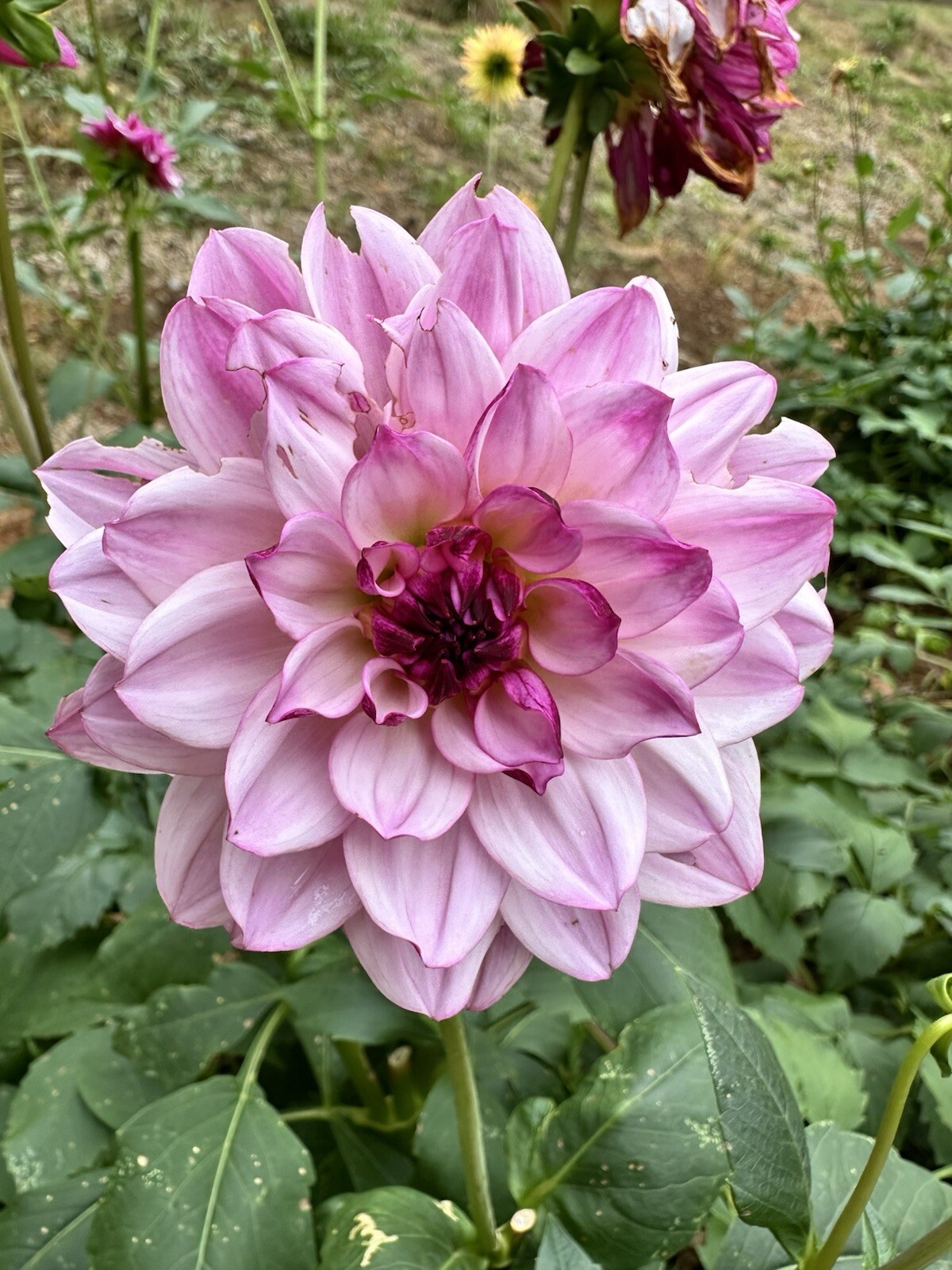 Pollinated Dahlia Seeds- Mix