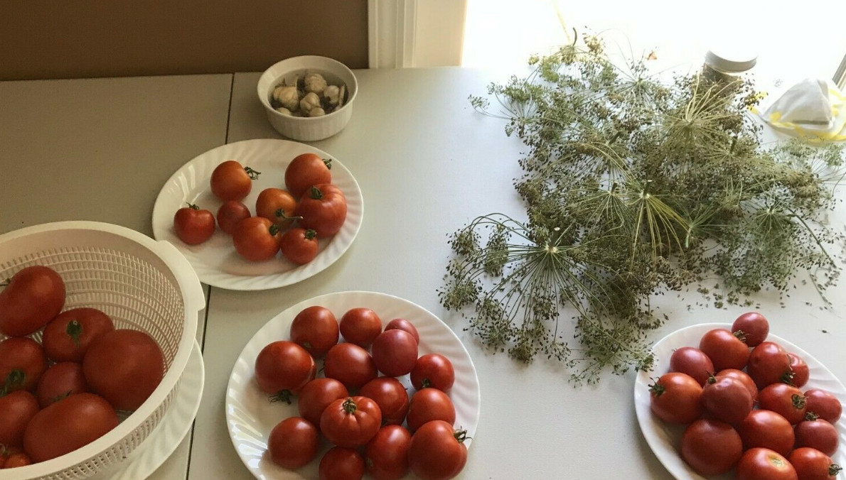 Dill Seeds 10+ SEEDS *FREE SHIPPING *NO GMO * By Non-Profit