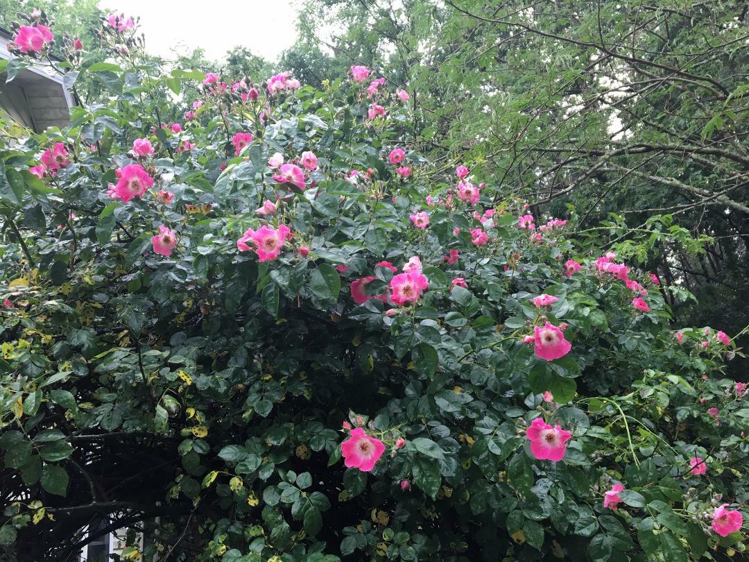 Beautiful WILD PINK ROSE BUSH 10+ SEEDS USA Home grown