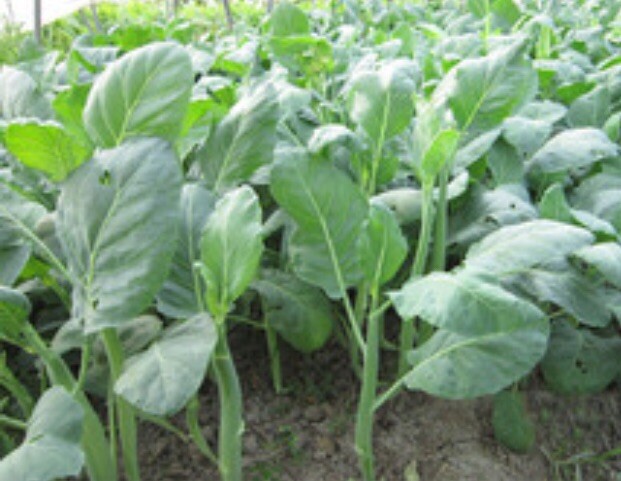FreeShip 2-OZ 12,000+ Green Pointed Leaf Gai Lan seeds; GAILAN Chinese Kale 綠葉芥蘭
