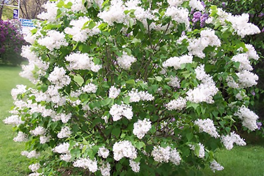 French Lilac, Syringa vulgaris, Shrub Seeds (Fast, Showy, Fragrant, Hardy)
