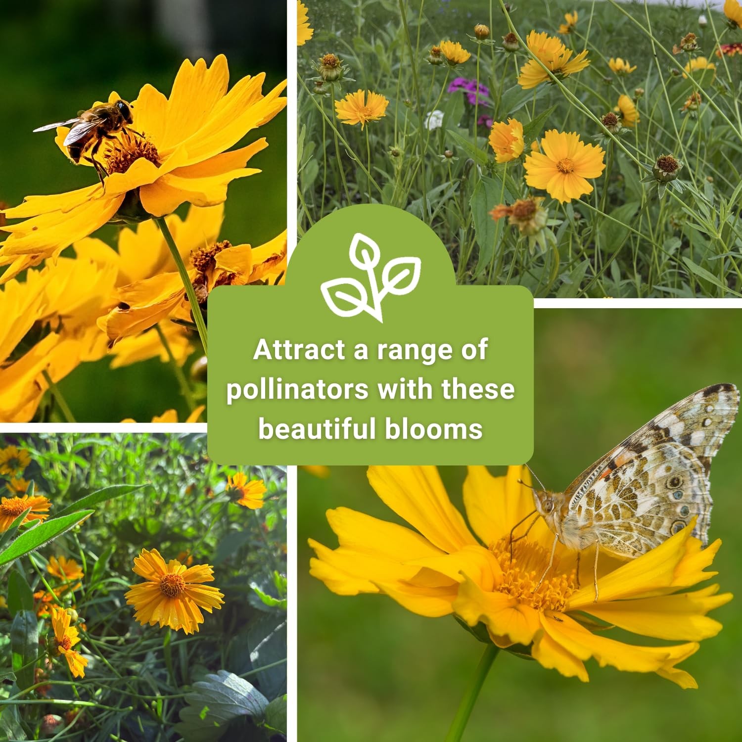 Dwarf Lance-Leaved Coreopsis Seeds – Non-GMO Easy-to-Grow Flower for Gardens