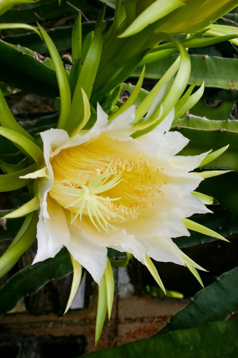 Gold Dragonfruit 20+ Rare Seeds, TASTY Yellow Pitaya (Hylocereus megalanthus)