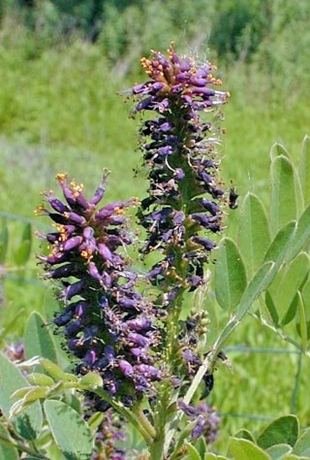 30 INDIGO BUSH SEEDS – Amorpha fruticosa