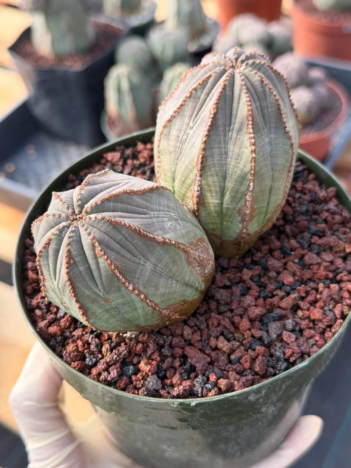 Large Euphorbia Obesa Double Heads | Rare Succulent | Seed‑Grown Live Cactus Pla