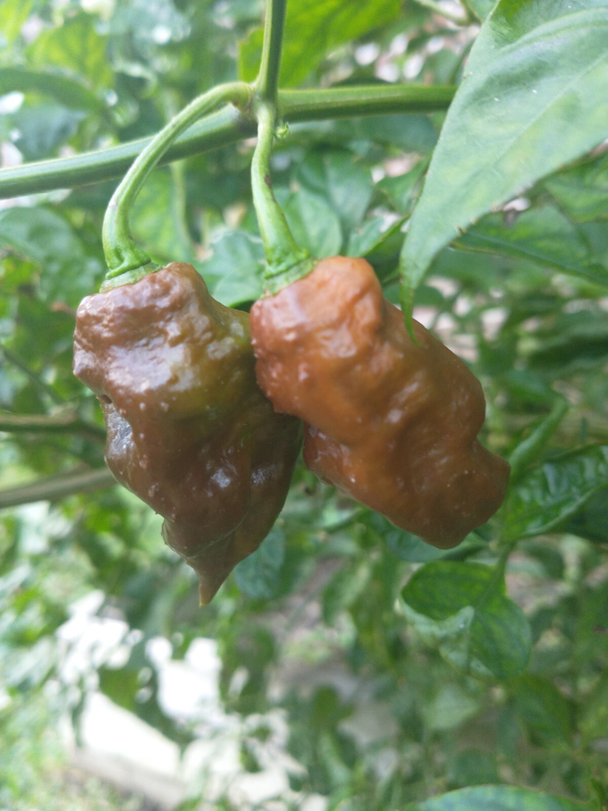 Humongous Hell Hot Heat Haul – 6 Superhot Varieties – Superhot! 120 Seeds Total!
