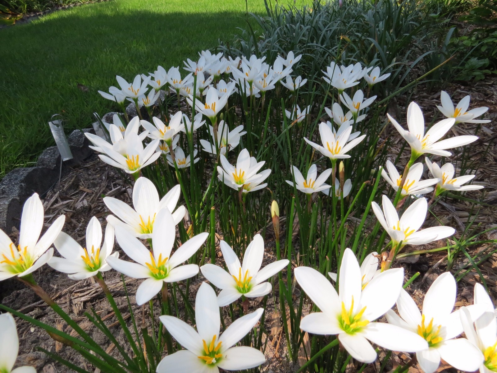 Rain Lily, Zephyranthes Candida Major wide cup-shape petals, 2 bulbs, habranthus